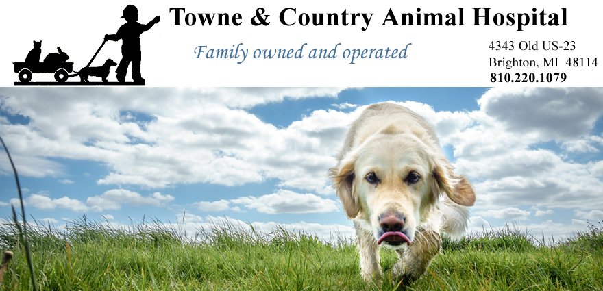 Welcome to Towne & Country Animal Hospital, 
located in Brighton, Michigan!